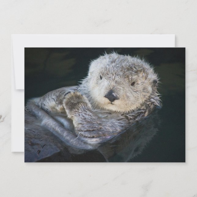 Cutest Baby Animals | Sea Otter Floating Thank You Card (Front)