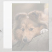 Cutest Baby Animals | Shetland Sheepdog Puppy (Front/Back)