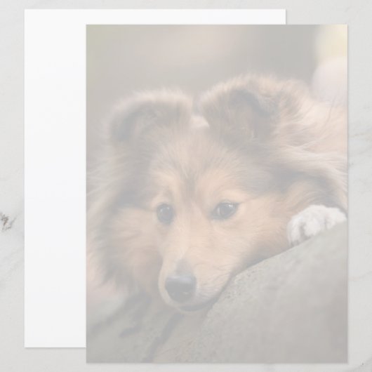 Cutest Baby Animals | Shetland Sheepdog Puppy (Front/Back)