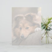 Cutest Baby Animals | Shetland Sheepdog Puppy (Standing Front)