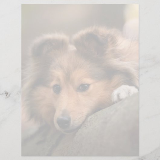 Cutest Baby Animals | Shetland Sheepdog Puppy (Front)