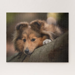 Cutest Baby Animals Shetland Sheepdog Puppy Jigsaw Puzzle