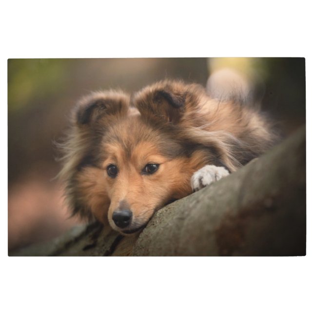 Cutest Baby Animals | Shetland Sheepdog Puppy Metal Print (Front)