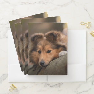 Cutest Baby Animals   Shetland Sheepdog Puppy Pocket Folder