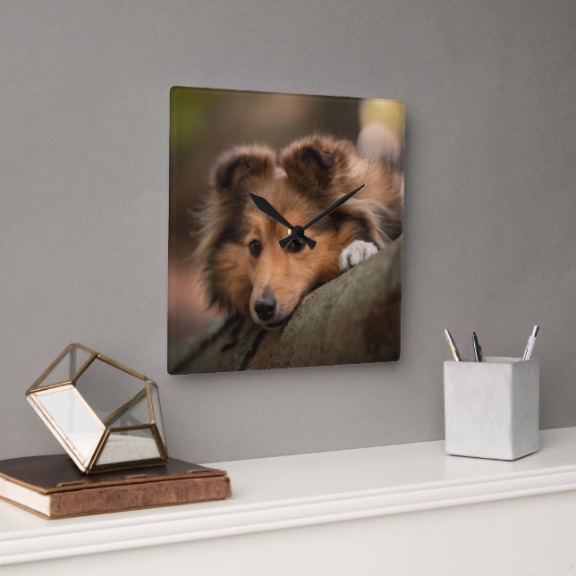 Cutest Baby Animals | Shetland Sheepdog Puppy Square Wall Clock (Office)