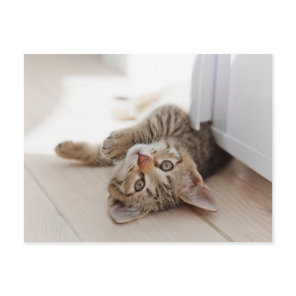 Cutest Baby Animals | Shorthair Tabby Kitten Postcard