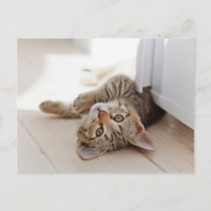 Cutest Baby Animals   Shorthair Tabby Kitten Postcard