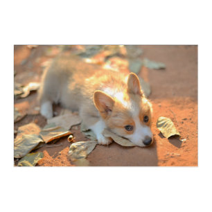 Cutest Baby Animals   Shy Corgi Acrylic Print
