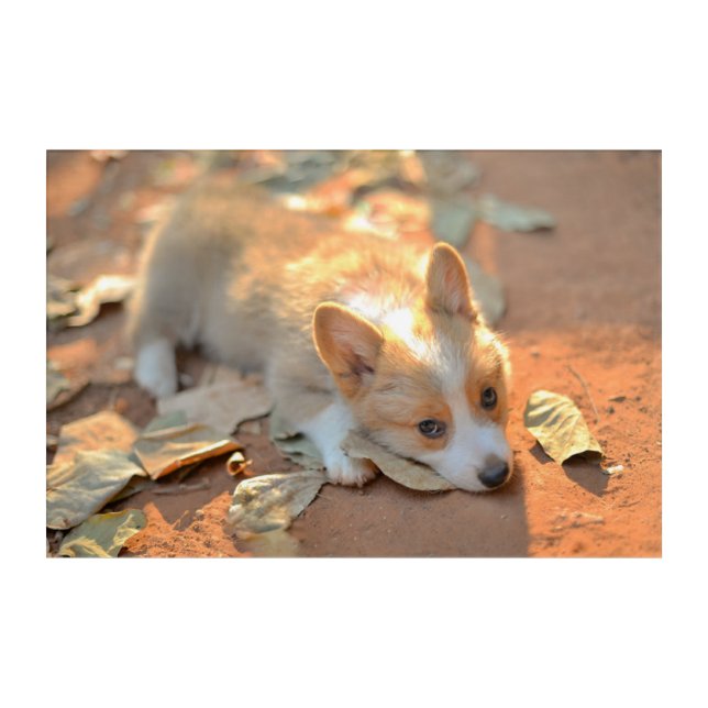 Cutest Baby Animals | Shy Corgi Acrylic Print (Front)