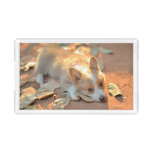 Cutest Baby Animals Shy Corgi Acrylic Tray
