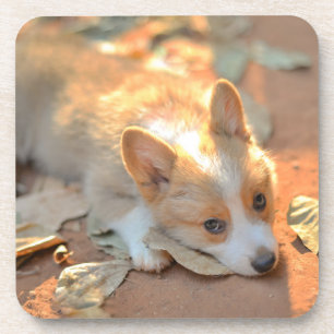 Cutest Baby Animals Shy Corgi Beverage Coaster