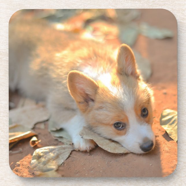 Cutest Baby Animals | Shy Corgi Beverage Coaster (Front)