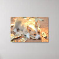 Cutest Baby Animals | Shy Corgi