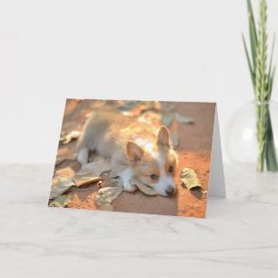 Cutest Baby Animals Shy Corgi Card