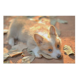 Cutest Baby Animals   Shy Corgi Faux Canvas Print