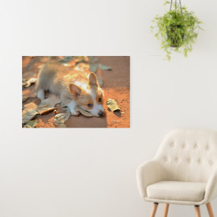 Cutest Baby Animals Shy Corgi Foam Board