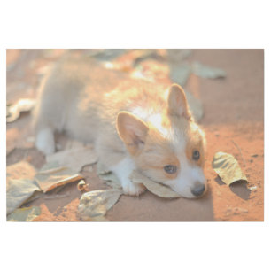 Cutest Baby Animals   Shy Corgi Gallery Wrap
