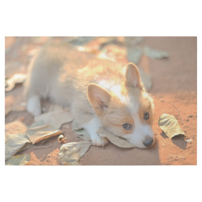 Cutest Baby Animals | Shy Corgi Gallery Wrap (Front)