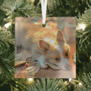 Cutest Baby Animals Shy Corgi Glass Ornament