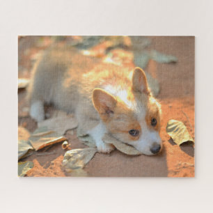 Cutest Baby Animals Shy Corgi Jigsaw Puzzle