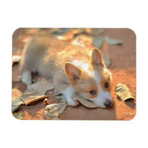 Cutest Baby Animals   Shy Corgi Magnet