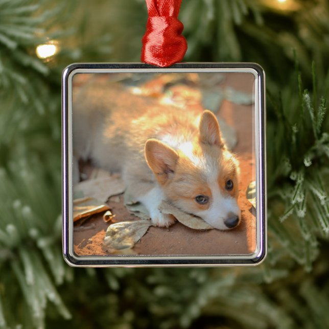 Cutest Baby Animals | Shy Corgi Metal Ornament (Tree)