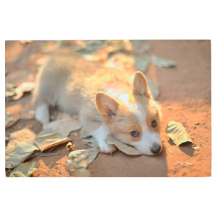 Cutest Baby Animals   Shy Corgi Metal Print