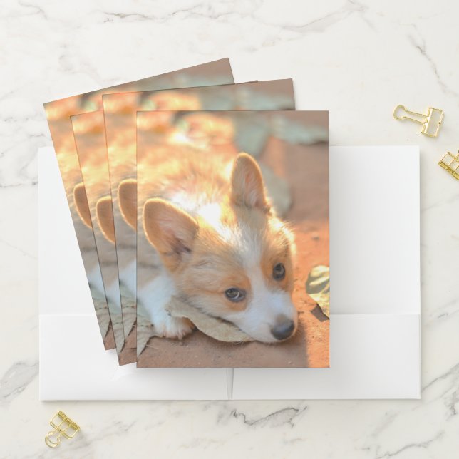 Cutest Baby Animals | Shy Corgi Pocket Folder (In Situ)