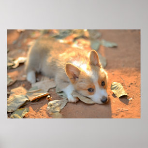 Cutest Baby Animals Shy Corgi Poster