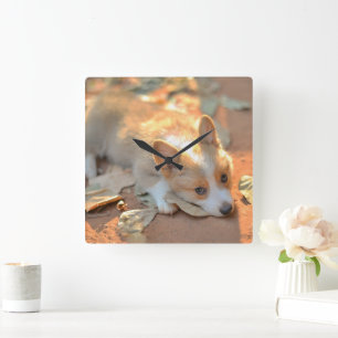Cutest Baby Animals Shy Corgi Square Wall Clock