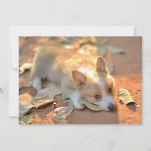 Cutest Baby Animals   Shy Corgi Thank You Card