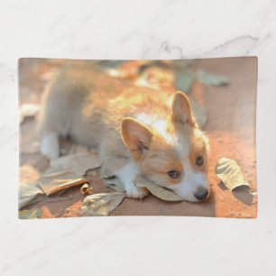 Cutest Baby Animals   Shy Corgi Trinket Tray