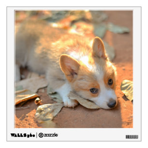 Cutest Baby Animals Shy Corgi Wall Decal