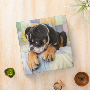 Cutest Baby Animals Shy Old English Bulldog 3 Ring Binder