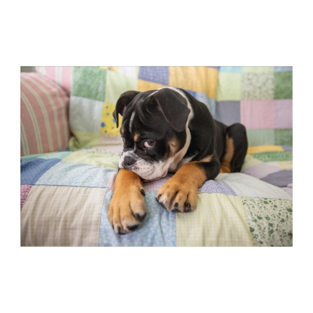 Cutest Baby Animals | Shy Old English Bulldog Acrylic Print (Front)