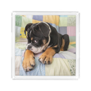 Cutest Baby Animals Shy Old English Bulldog Acrylic Tray