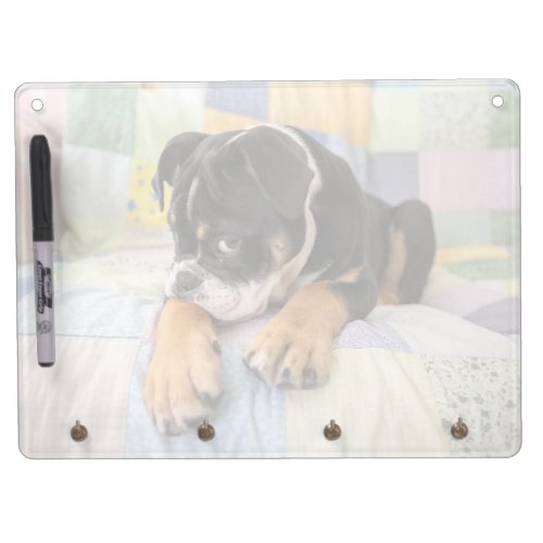 Cutest Baby Animals  Shy Old English Bulldog Dry Erase Board With Keychain Holder