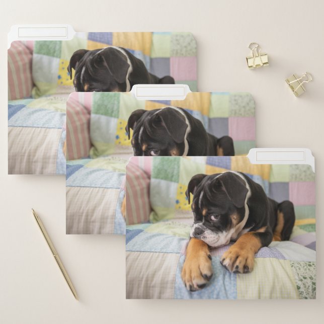 Cutest Baby Animals | Shy Old English Bulldog File Folder (Set)