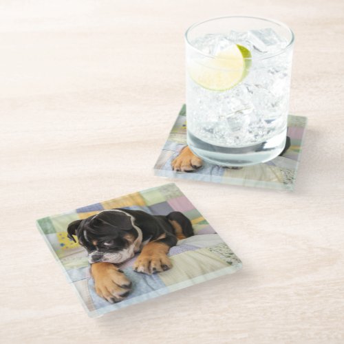 Cutest Baby Animals  Shy Old English Bulldog Glass Coaster