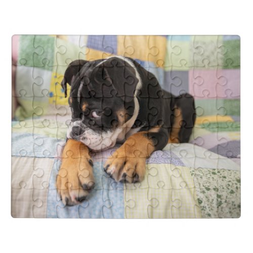 Cutest Baby Animals  Shy Old English Bulldog Jigsaw Puzzle