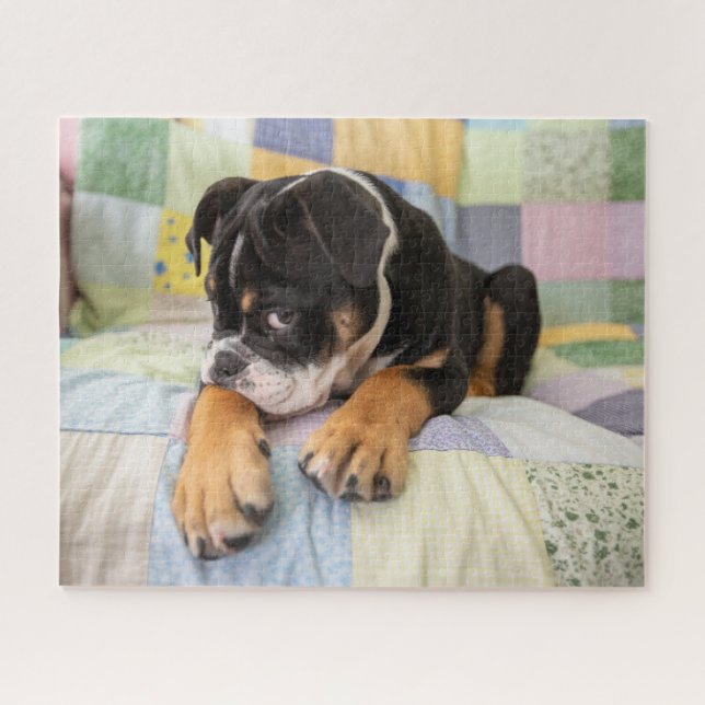 Cutest Baby Animals | Shy Old English Bulldog Jigsaw Puzzle (Horizontal)