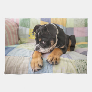 Cutest Baby Animals Shy Old English Bulldog Kitchen Towel