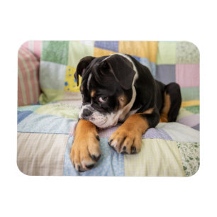 Cutest Baby Animals Shy Old English Bulldog Magnet