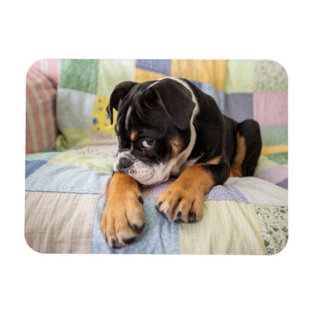 Cutest Baby Animals | Shy Old English Bulldog Magnet (Horizontal)