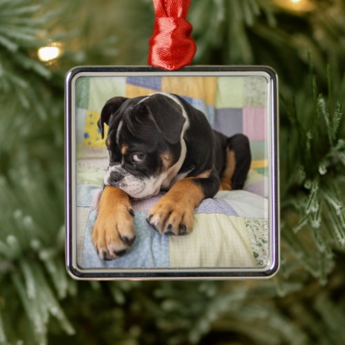 Cutest Baby Animals  Shy Old English Bulldog Metal Ornament