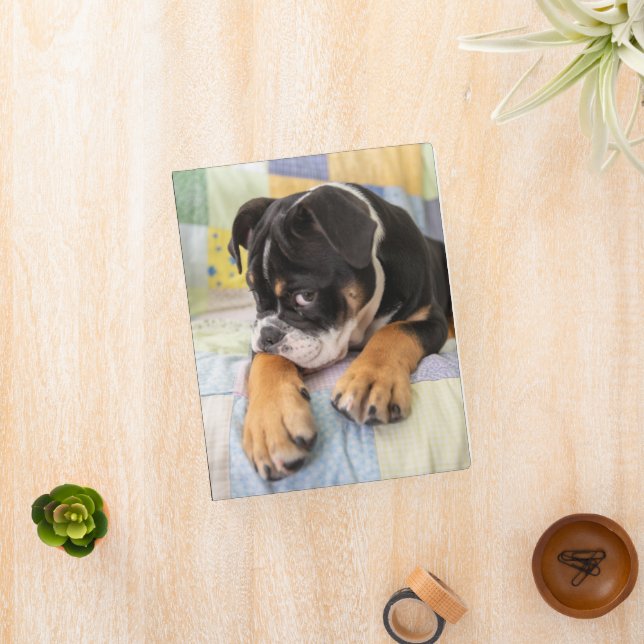 Cutest Baby Animals | Shy Old English Bulldog Mini Binder (InSitu)