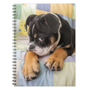 Cutest Baby Animals Shy Old English Bulldog Notebook