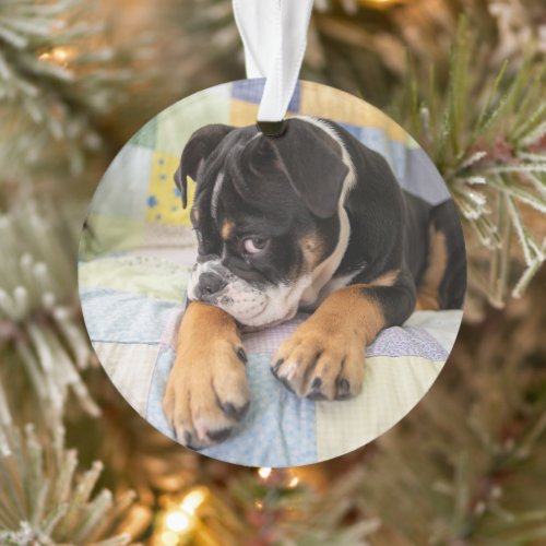 Cutest Baby Animals  Shy Old English Bulldog Ornament