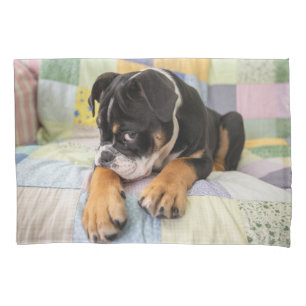 Cutest Baby Animals Shy Old English Bulldog Pillow Case