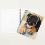 Cutest Baby Animals | Shy Old English Bulldog Planner<br><div class="desc">This cute Getty Images photo features shy looking Old English Bulldog.</div>